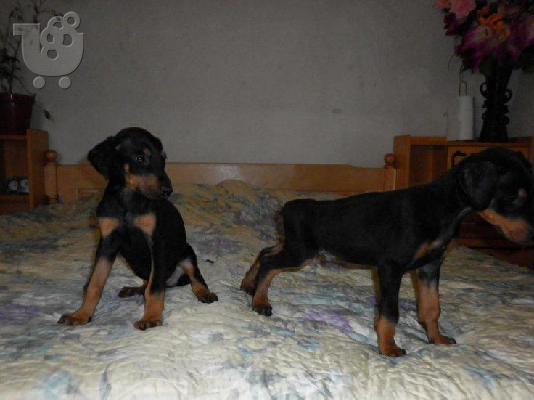 Kαλή τιμή!!!.Πουλάω όμορφα κουτάβια ράτσα DOBERMAN – Ντόμπερμαν - 300 euro...